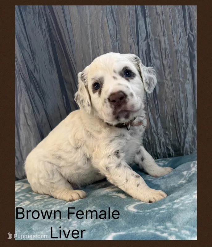 LIVER LONG COAT Dalmatian Puppy – Dalmatian puppy for sale in Shell Knob, MO