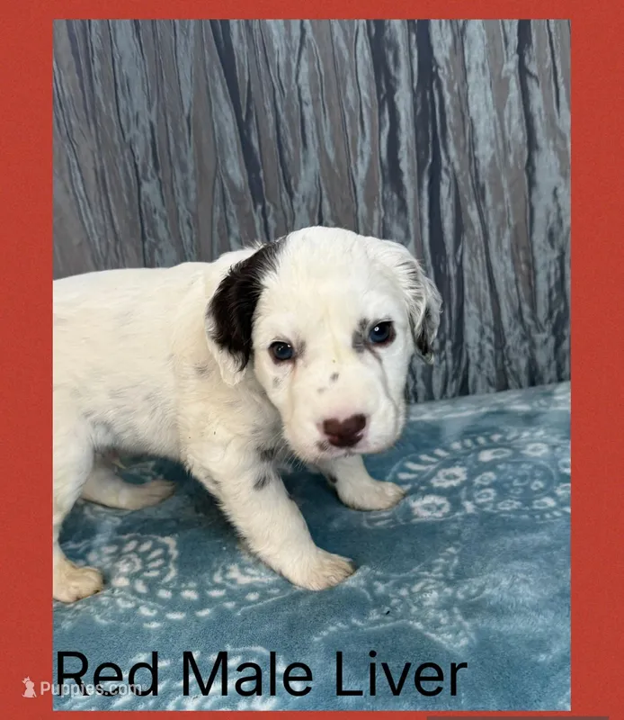 LIVER LONG COAT Dalmatian Puppy – Dalmatian puppy for sale in Shell Knob, MO