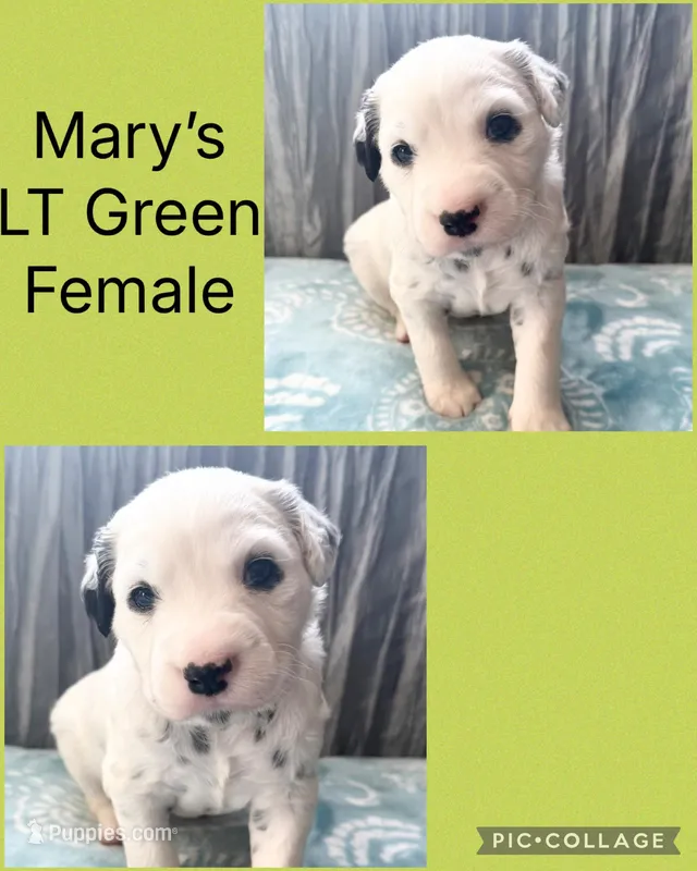 LONG COAT Dalmatian Puppy – Dalmatian puppy for sale in Shell Knob, MO
