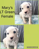LONG COAT Dalmatian Puppy, a female Dalmatian for sale in Shell Knob, MO – Photo 2 of 2