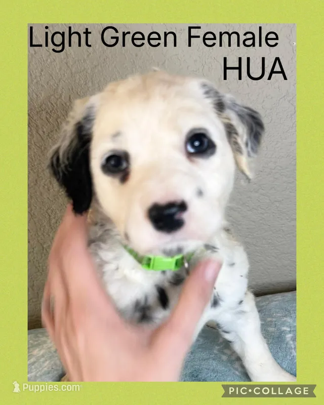 LONG COAT Dalmatian Puppy – Dalmatian puppy for sale in Shell Knob, MO