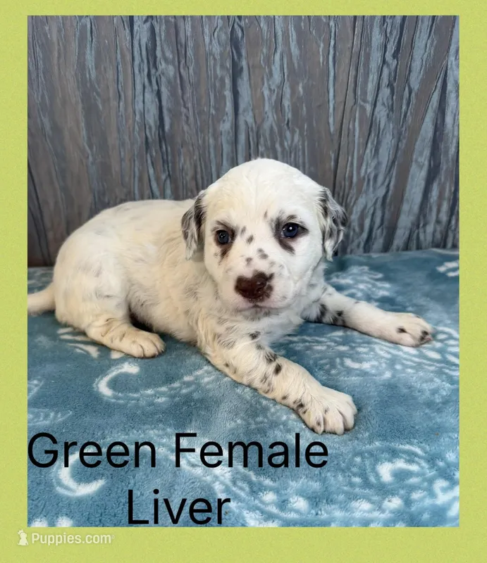 LIVER LONG COAT Dalmatian Puppy – Dalmatian puppy for sale in Shell Knob, MO