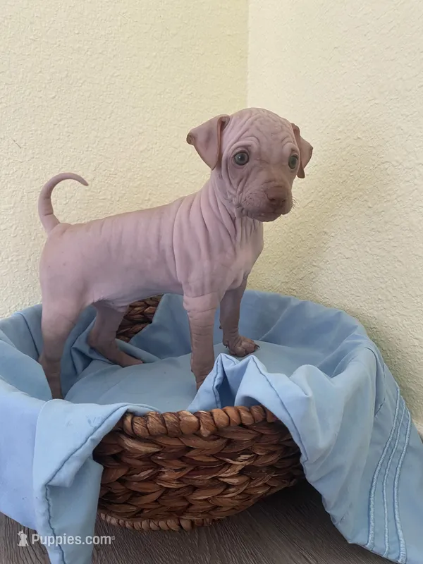 Balto – American Hairless Terrier puppy for sale in Belton, TX