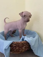 Balto, a male American Hairless Terrier for sale in Belton, TX – 1 of 8