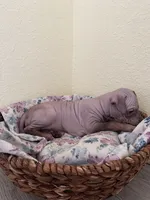 Aleu, a female American Hairless Terrier for sale in Belton, TX – 2 of 9