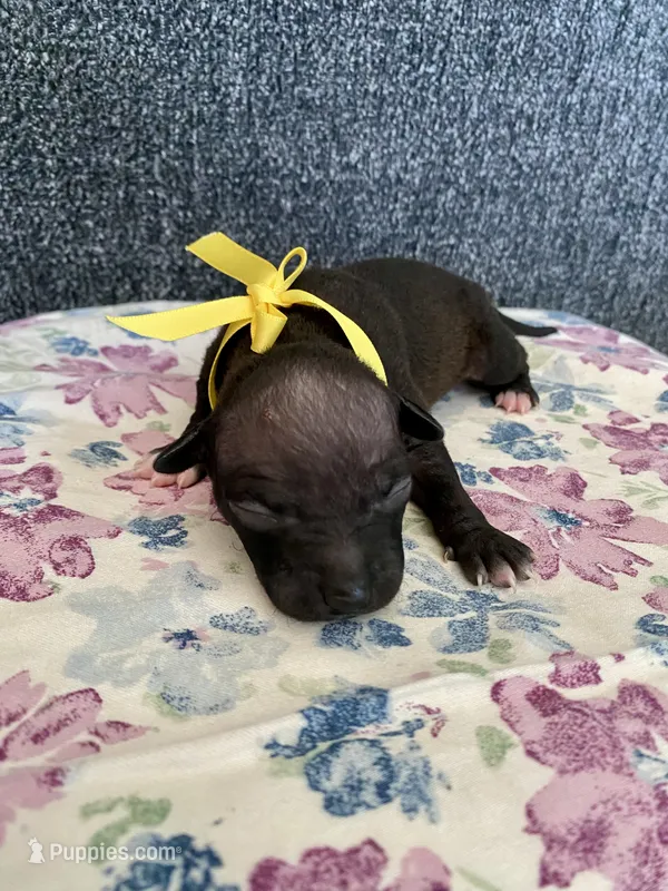 Luna – American Hairless Terrier puppy for sale in Belton, TX