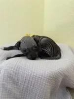 Luna, a female American Hairless Terrier for sale in Belton, TX – 3 of 8