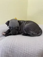 Luna, a female American Hairless Terrier for sale in Belton, TX – 2 of 8