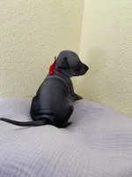 Togo, a male American Hairless Terrier for sale in Belton, TX – 5 of 8