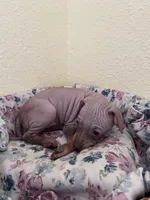 Aleu, a female American Hairless Terrier for sale in Belton, TX – 4 of 9