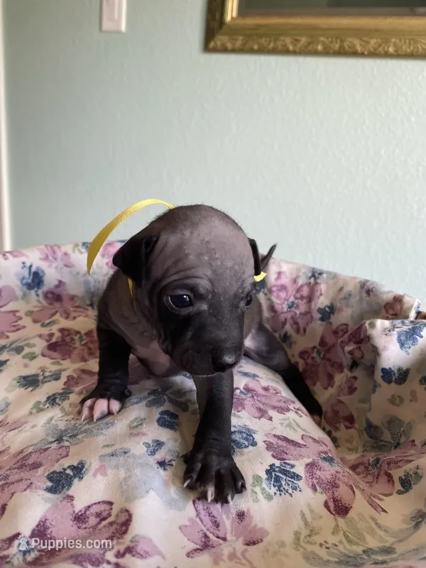 Luna – American Hairless Terrier puppy for sale in Belton, TX