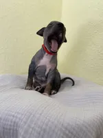 Togo, a male American Hairless Terrier for sale in Belton, TX – 6 of 8