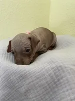 Aleu, a female American Hairless Terrier for sale in Belton, TX – 6 of 9