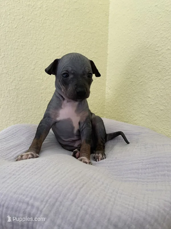 Togo – American Hairless Terrier puppy for sale in Belton, TX
