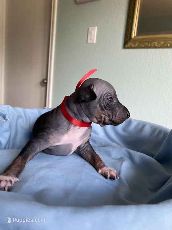 Togo – American Hairless Terrier puppy for sale in Belton, TX