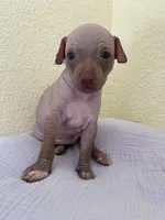 Balto, a male American Hairless Terrier for sale in Belton, TX – 5 of 8