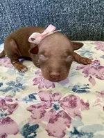 Aleu, a female American Hairless Terrier for sale in Belton, TX – 4 of 4