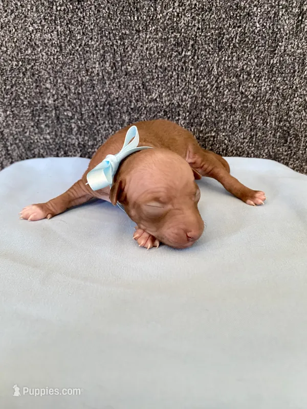 Balto – American Hairless Terrier puppy for sale in Belton, TX