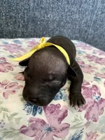 Luna, a female American Hairless Terrier for sale in Belton, TX – 3 of 4