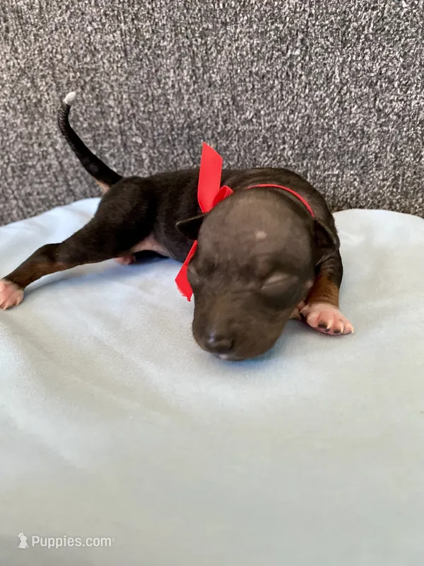Togo – American Hairless Terrier puppy for sale in Belton, TX