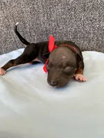 Togo, a male American Hairless Terrier for sale in Belton, TX – 1 of 4