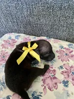Luna, a female American Hairless Terrier for sale in Belton, TX – 4 of 4