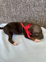 Togo, a male American Hairless Terrier for sale in Belton, TX – 3 of 4