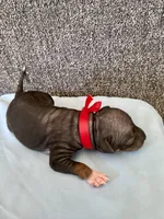 Togo, a male American Hairless Terrier for sale in Belton, TX – 4 of 4