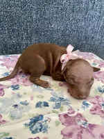 Aleu, a female American Hairless Terrier for sale in Belton, TX – 3 of 4