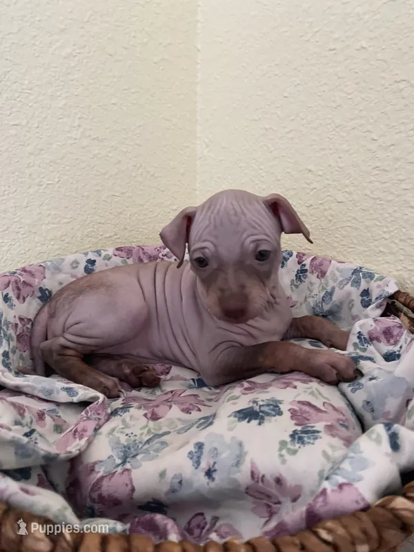 Aleu – American Hairless Terrier puppy for sale in Belton, TX