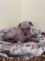 Aleu, a female American Hairless Terrier for sale in Belton, TX – 1 of 9