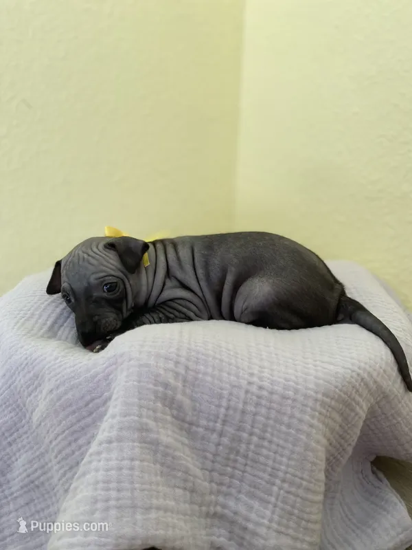 Luna – American Hairless Terrier puppy for sale in Belton, TX