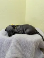 Luna, a female American Hairless Terrier for sale in Belton, TX – 1 of 8