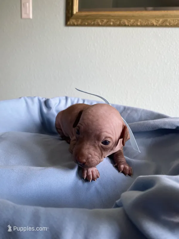 Balto – American Hairless Terrier puppy for sale in Belton, TX