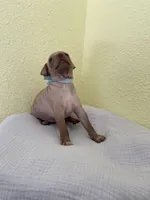 Balto, a male American Hairless Terrier for sale in Belton, TX – 6 of 8
