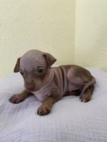 Aleu, a female American Hairless Terrier for sale in Belton, TX – 8 of 9