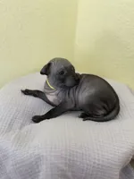 Luna, a female American Hairless Terrier for sale in Belton, TX – 6 of 8