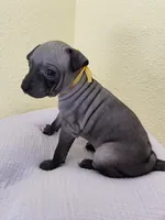 Luna, a female American Hairless Terrier for sale in Belton, TX – 4 of 8