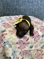 Luna, a female American Hairless Terrier for sale in Belton, TX – 2 of 4
