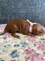 Aleu, a female American Hairless Terrier for sale in Belton, TX – 2 of 4