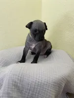 Luna, a female American Hairless Terrier for sale in Belton, TX – 5 of 8