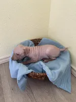 Balto, a male American Hairless Terrier for sale in Belton, TX – 3 of 8