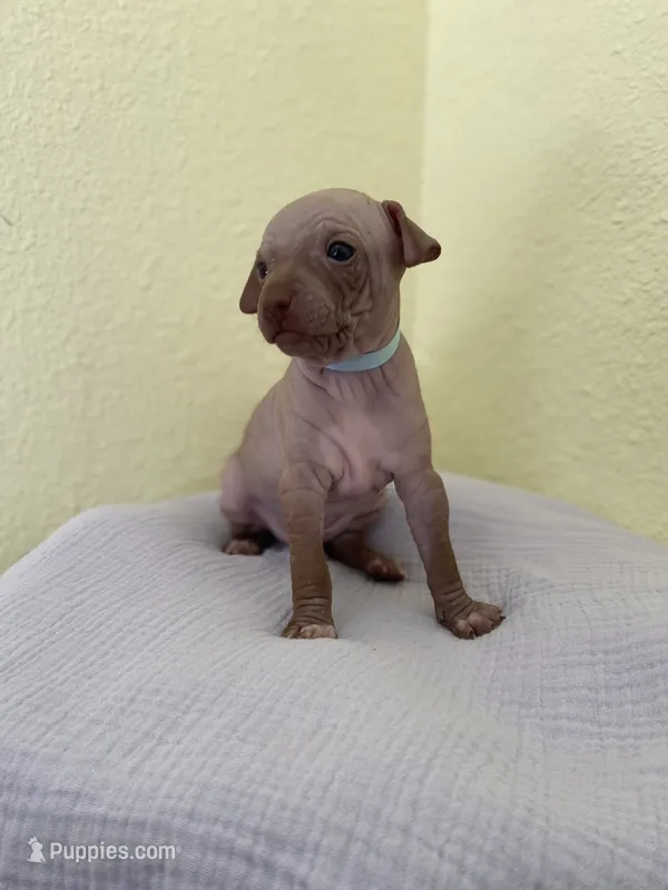 Balto – American Hairless Terrier puppy for sale in Belton, TX