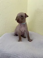 Balto, a male American Hairless Terrier for sale in Belton, TX – 4 of 8