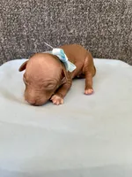 Balto, a male American Hairless Terrier for sale in Belton, TX – 4 of 4