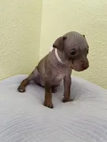 Aleu, a female American Hairless Terrier for sale in Belton, TX – 7 of 9