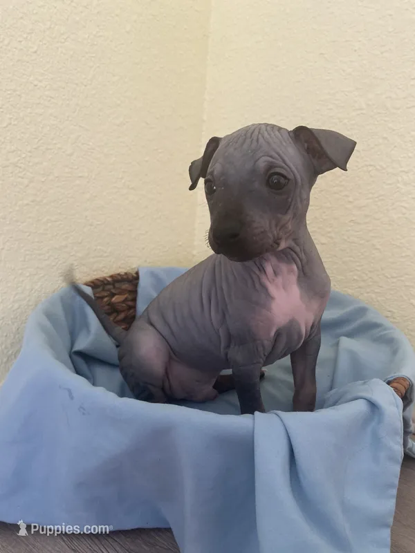 Togo – American Hairless Terrier puppy for sale in Belton, TX