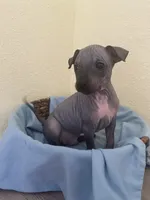 Togo, a male American Hairless Terrier for sale in Belton, TX – 1 of 8