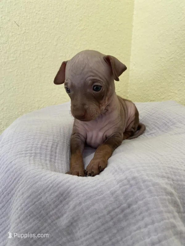 Aleu – American Hairless Terrier puppy for sale in Belton, TX