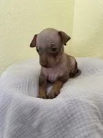 Aleu, a female American Hairless Terrier for sale in Belton, TX – 5 of 9